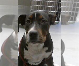 Labrador Retriever-Unknown Mix Dogs for adoption in Fayetteville, NC, USA