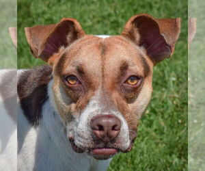 Boxer-Jack Russell Terrier Mix Dogs for adoption in Huntley, IL, USA