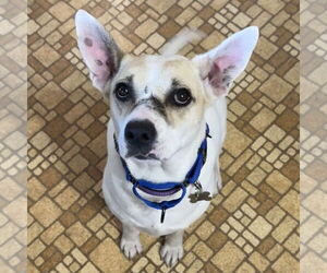Mutt Dogs for adoption in Crystal, MN, USA