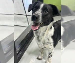 Australian Shepherd-Unknown Mix Dogs for adoption in Temple, TX, USA