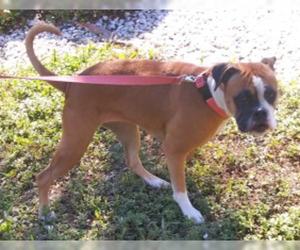 Boxer Dogs for adoption in Bradenton, FL, USA