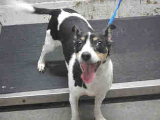 Rat Terrier Dogs for adoption in Orlando, FL, USA