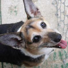 Pembroke Welsh Corgi Dogs for adoption in Freeport, FL, USA