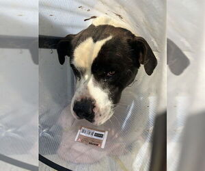 American Pit Bull Terrier Dogs for adoption in Stockton, CA, USA