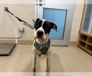 American Staffordshire Terrier-Unknown Mix Dogs for adoption in Grand Prairie, TX, USA