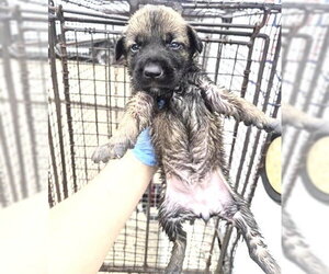 German Shepherd Dog-Unknown Mix Dogs for adoption in Houston, TX, USA