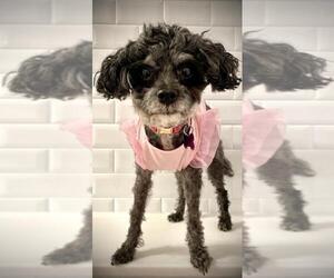 Poodle (Miniature)-Unknown Mix Dogs for adoption in Colorado Springs, CO, USA