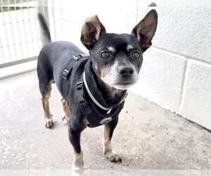 Chihuahua Dogs for adoption in Houston, TX, USA