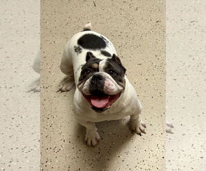 Bulldog Dogs for adoption in Texarkana, TX, USA