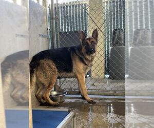 German Shepherd Dog Dogs for adoption in San Bernardino, CA, USA