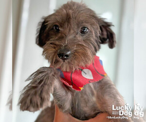 Mutt Dogs for adoption in Washington, DC, USA