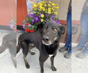 Pointer-Siberian Husky Mix Dogs for adoption in Fairbanks, AK, USA