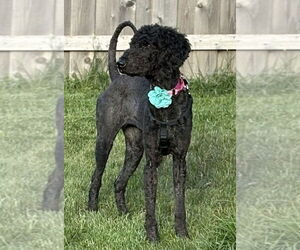 Mutt Dogs for adoption in Mundelein, IL, USA