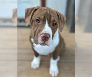 American Pit Bull Terrier Dogs for adoption in Alexandria, VA, USA