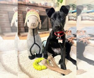 Labrador Retriever-Unknown Mix Dogs for adoption in San Diego, CA, USA