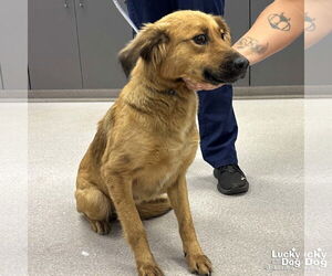 Retriever -Unknown Mix Dogs for adoption in Washington, DC, USA
