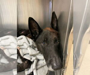 German Shepherd Dog Dogs for adoption in Riverside, CA, USA