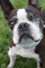 Boston Terrier Dogs for adoption in San Diego, CA, USA
