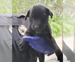 Labrador Retriever-Unknown Mix Dogs for adoption in San Antonio, TX, USA