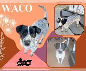 Australian Cattle Dog-Unknown Mix Dogs for adoption in Lindsay, CA, USA