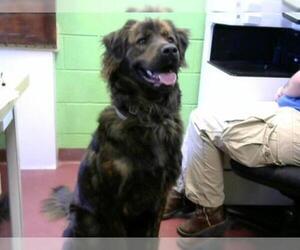 Shepweiller Dogs for adoption in Murfreesboro, TN, USA