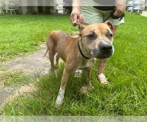 American Pit Bull Terrier Dogs for adoption in Houston, TX, USA