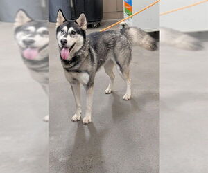 Siberian Husky Dogs for adoption in Forestville, MD, USA