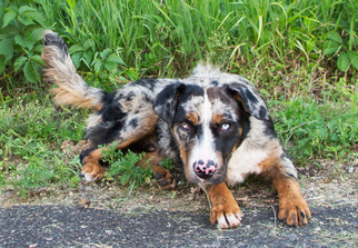 Australian Mountain Dog Dogs for adoption in Minneapolis, MN, USA