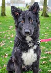Border Collie-Unknown Mix Dogs for adoption in Salem, OR, USA