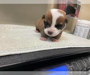 American Pit Bull Terrier Dogs for adoption in Pasadena, CA, USA