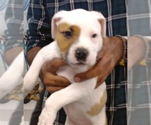 Boxer Dogs for adoption in Oklahoma City, OK, USA