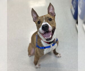 American Staffordshire Terrier Dogs for adoption in Rohnert Park, CA, USA