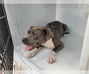 American Pit Bull Terrier Dogs for adoption in Houston, TX, USA