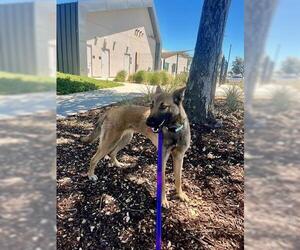 Mutt Dogs for adoption in San Martin, CA, USA