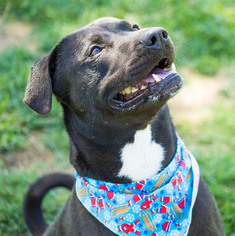 Labrador Retriever-Unknown Mix Dogs for adoption in Ventura, CA, USA