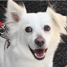 American Eskimo Dog Dogs for adoption in Fairfax, VA, USA