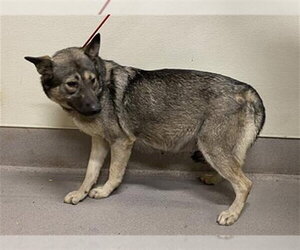 Gerberian Shepsky Dogs for adoption in Modesto, CA, USA