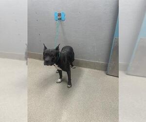 American Pit Bull Terrier-Unknown Mix Dogs for adoption in Las Vegas, NV, USA
