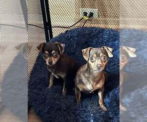 Chihuahua Dogs for adoption in Jackson Township, NJ, USA