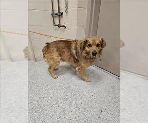Chow Chow-Unknown Mix Dogs for adoption in Conroe, TX, USA