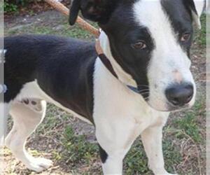 American Staffordshire Terrier Dogs for adoption in Fort Lauderdale, FL, USA