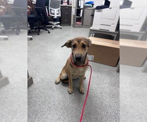 Labrador Retriever-Unknown Mix Dogs for adoption in Pasadena, TX, USA