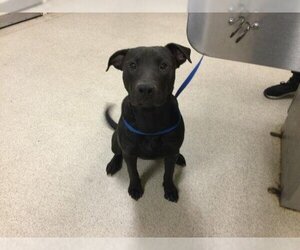 Labrador Retriever Dogs for adoption in Riverside, CA, USA