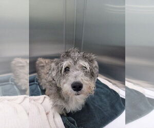 Shih Tzu-Unknown Mix Dogs for adoption in Chico, CA, USA