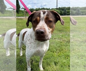 German Shorthaired Pointer Dogs for adoption in Muskegon, MI, USA