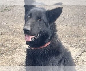 Small German Shepherd Dog Mix