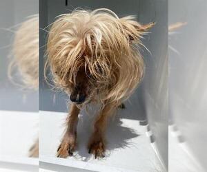 Mutt Dogs for adoption in Houston, TX, USA