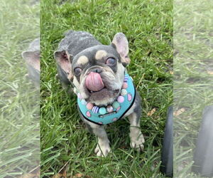 French Bulldog-Unknown Mix Dogs for adoption in Royal Palm Beach, FL, USA