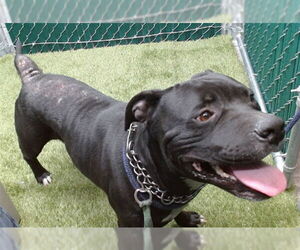 Mutt Dogs for adoption in Downey, CA, USA