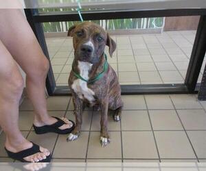 Boxer Dogs for adoption in Ocala, FL, USA